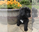 Puppy 3 Bernedoodle