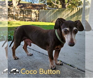 Coco Button - Male Dachshund Dog for Adoption - Photo #11