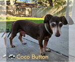 Small Photo #11 Dachshund Puppy For Sale in San Antonio, TX, USA