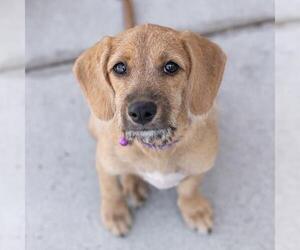 Surf Pup - Choppy - Female Colonial Cocker Spaniel-Unknown Mix Dog for Adoption - Photo #3