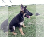 Small #1 German Shepherd Dog