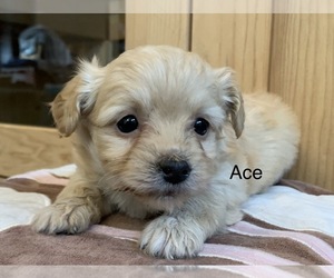 ShihPoo Puppy for sale in PORTLAND, OR, USA