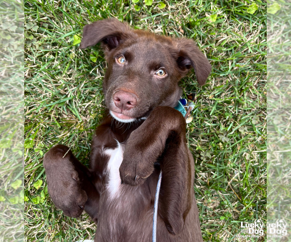 Medium Photo #10 Labrador Retriever-Unknown Mix Puppy For Sale in Washington, DC, USA