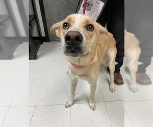 Labrador Retriever-Unknown Mix Dogs for adoption in Corpus Christi, TX, USA