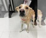 Small Labrador Retriever Mix
