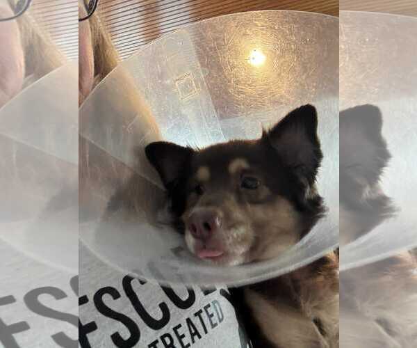 Medium Photo #3 Chihuahua-Unknown Mix Puppy For Sale in Holly Springs, NC, USA