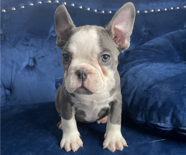 Medium Photo #11 French Bulldog Puppy For Sale in ANAHEIM, CA, USA