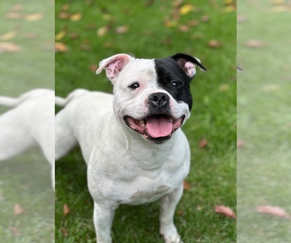 Medium Photo #3 Staffordshire Bull Terrier Puppy For Sale in WASILLA, AK, USA