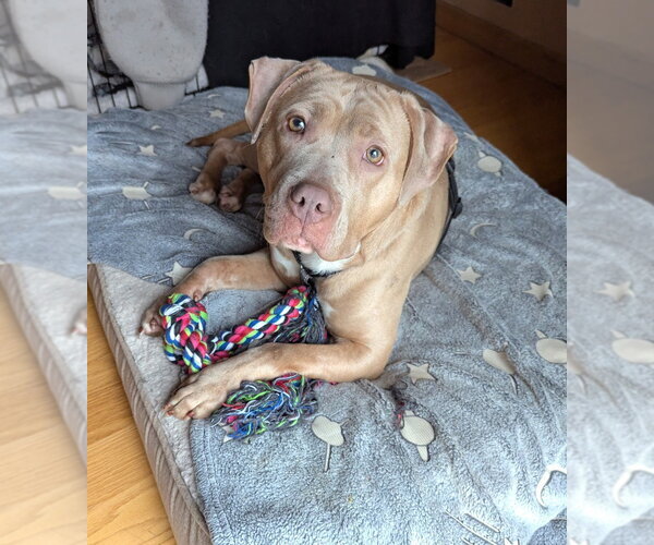 Medium Photo #2 Mutt Puppy For Sale in Minneapolis, MN, USA