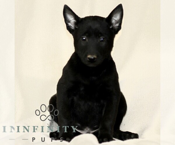 Medium Photo #4 Belgian Malinois Puppy For Sale in RONKS, PA, USA