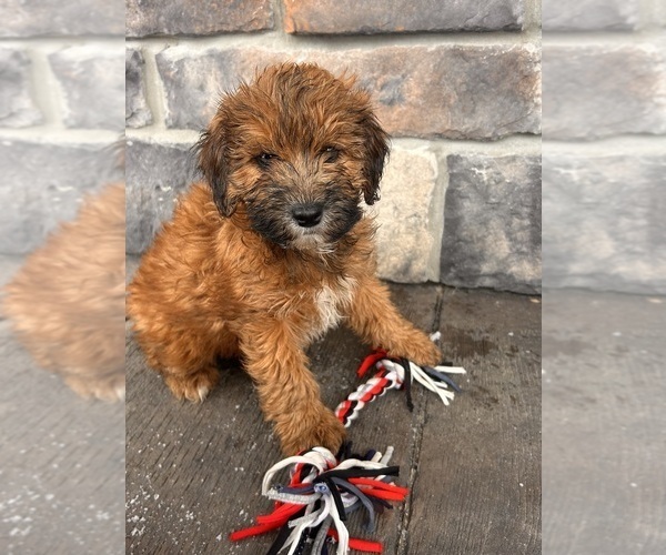 Medium Photo #1 Whoodle (Miniature) Puppy For Sale in MIDDLEBURY, IN, USA