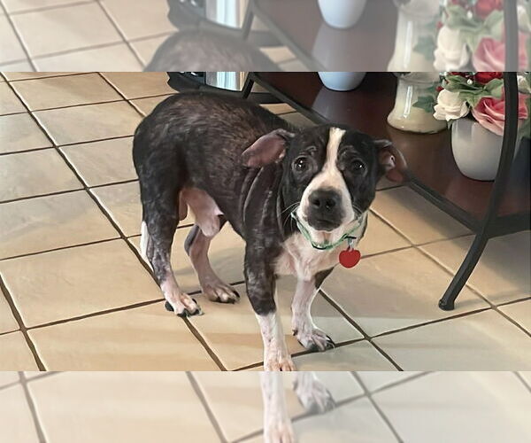 Medium Photo #1 Boston Huahua Puppy For Sale in Springdale, PA, USA