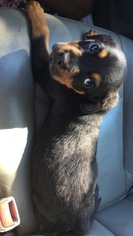 Rottweiler Puppy for sale in MERRIMAC, WI, USA