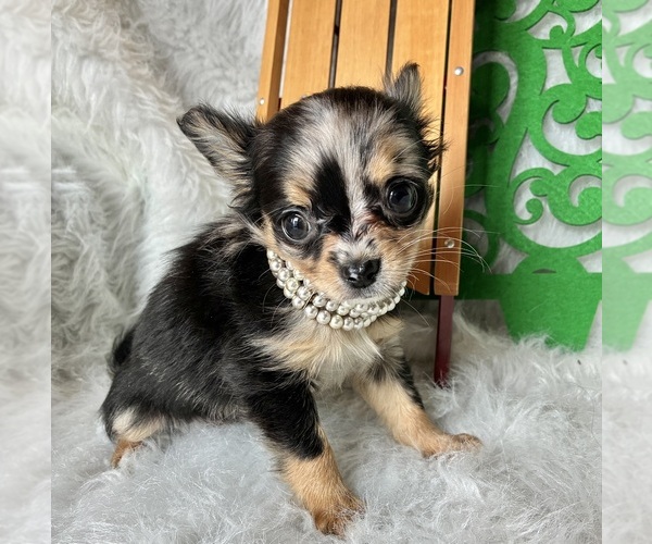 Medium Photo #6 Chihuahua Puppy For Sale in NEWVILLE, PA, USA