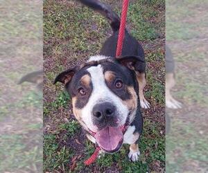 Mutt Dogs for adoption in Fort Lauderdale, FL, USA