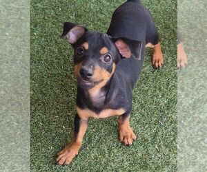 Antonio - Male Chiweenie Dog for Adoption - Photo #2