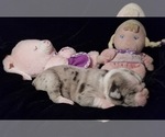 Small Photo #4 Olde English Bulldogge Puppy For Sale in LOUISVILLE, KY, USA