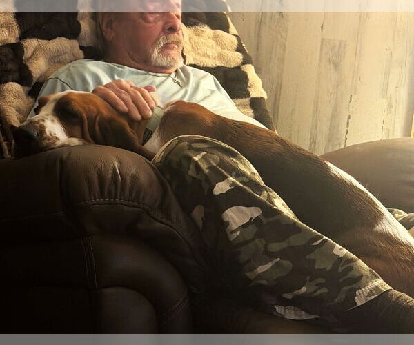 Medium Photo #4 Basset Hound Puppy For Sale in Deepwater, NJ, USA