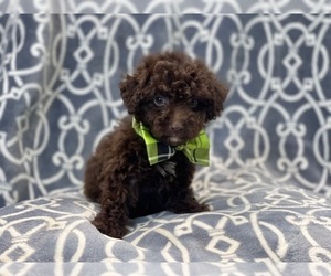 Cavapoo Puppy for sale in LAKELAND, FL, USA