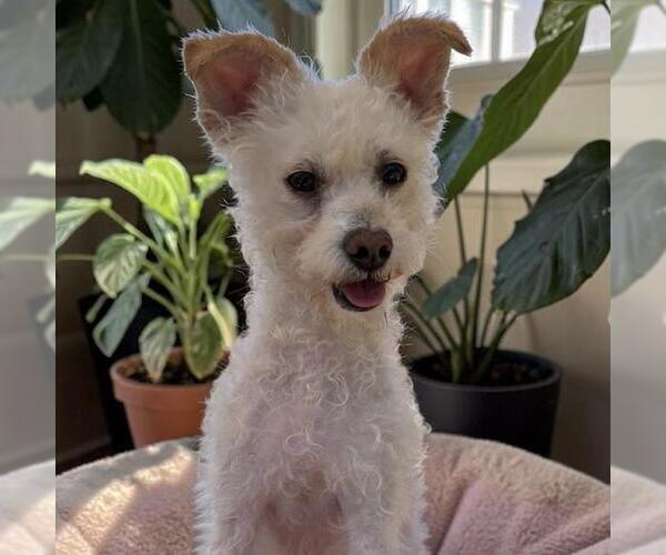 Medium Photo #8 Poodle (Miniature)-Unknown Mix Puppy For Sale in San Diego, CA, USA