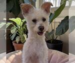 Small #7 Poodle (Miniature) Mix