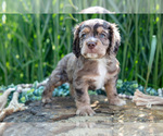 Puppy Beck Cocker Spaniel