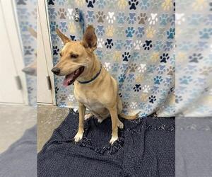 Basenji-Unknown Mix Dogs for adoption in Rosenberg, TX, USA