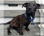 Small #5 Dachshund-Retriever  Mix