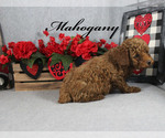 Small #5 Poodle (Toy)