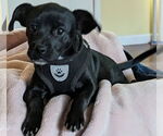 Small #2 American Pit Bull Terrier-Chihuahua Mix