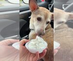 Small #3 Chihuahua Mix