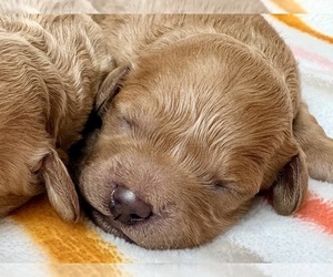 Medium Cavapoo (Miniature)