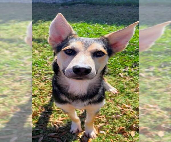 Medium Photo #1 German Shepherd Dog Puppy For Sale in Texas City, TX, USA