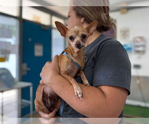 Chihuahua-Unknown Mix Dogs for adoption in Raleigh, NC, USA