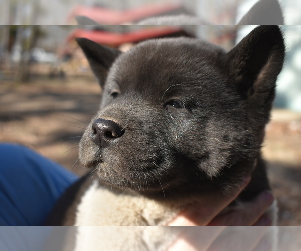 Medium Photo #3 Akita Puppy For Sale in LICKING, MO, USA