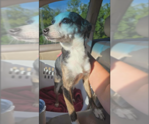 Chihuahua-Unknown Mix Dogs for adoption in Cranston, RI, USA