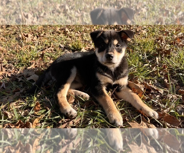 Medium Photo #6 Shiba Inu Puppy For Sale in NEW ATHENS, IL, USA