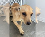 Small Chihuahua