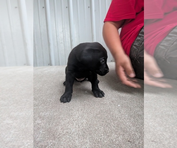 Medium Photo #8 Labrador Retriever Puppy For Sale in PIERSON STATION, IL, USA