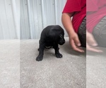 Black collar - Female Labrador Retriever Puppy for Sale - Photo #8