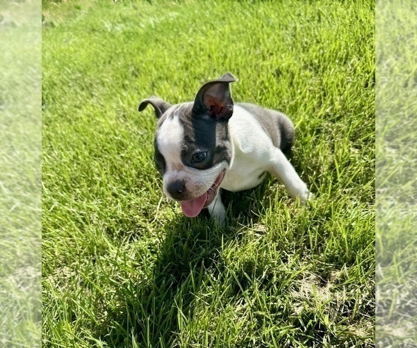 Medium Photo #4 Boston Terrier Puppy For Sale in BREMEN, IN, USA