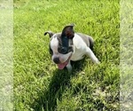 Small #3 Boston Terrier
