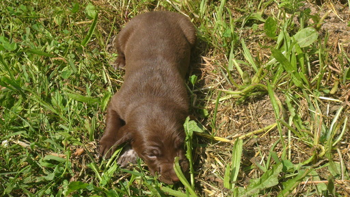 Medium Photo #1 German Shorthaired Pointer Puppy For Sale in SAND LAKE, MI, USA