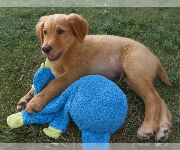 Medium Photo #2 Golden Retriever Puppy For Sale in Grovertown, IN, USA