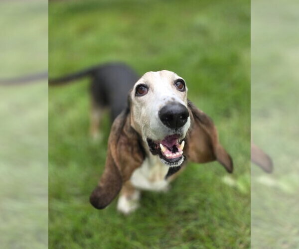 Medium Photo #3 Basset Hound Puppy For Sale in Brookville, OH, USA