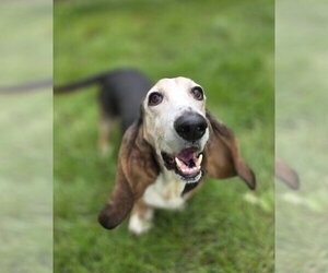 Rosey - Female Basset Hound Dog for Adoption - Photo #3