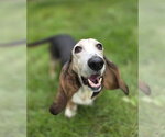 Small Photo #3 Basset Hound Puppy For Sale in Brookville, OH, USA