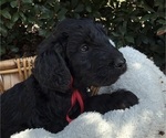 Puppy Puppy 2 Goldendoodle