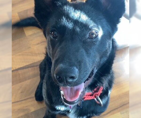 Medium Photo #20 Border Collie-Unknown Mix Puppy For Sale in Fargo, ND, USA
