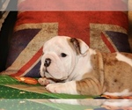 Small #8 English Bulldog